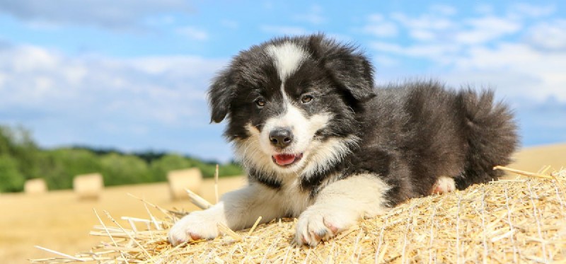 Do Dogs Truly Understand Humor? Exploring the Science Behind Their Playful Minds