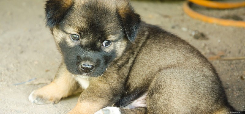 Do Dogs Truly Understand Humor? Exploring the Science Behind Their Playful Minds