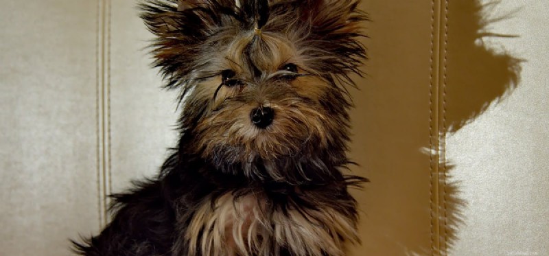 Can Dogs Experience Instability? The Crucial Role of Routine for Their Well-Being