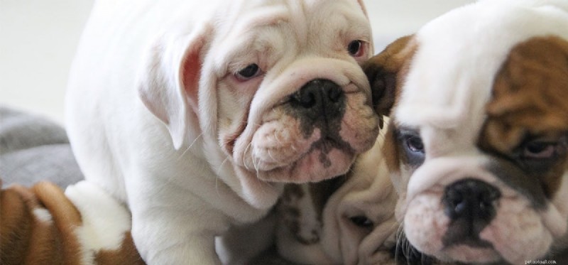 Can Dogs Experience Instability? The Crucial Role of Routine for Their Well-Being