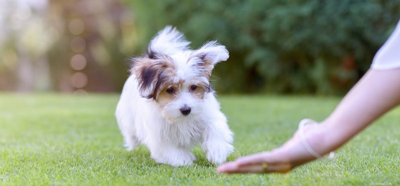 Can Dogs Experience Instability? The Crucial Role of Routine for Their Well-Being