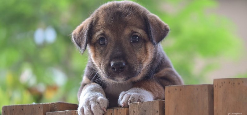 Can Dogs Experience Instability? The Crucial Role of Routine for Their Well-Being