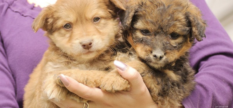 Do Dogs Experience Jealousy? Evidence from Recent Research