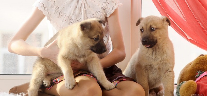 Do Dogs Experience Jealousy? Evidence from Recent Research