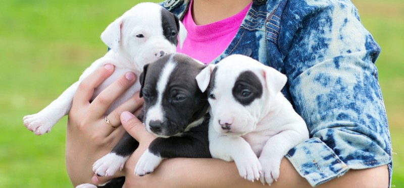 Do Dogs Experience Jealousy? Evidence from Recent Research