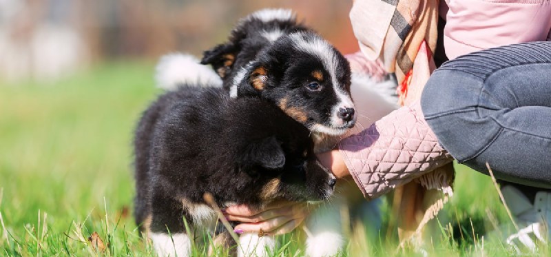 Do Dogs Experience Jealousy? Evidence from Recent Research