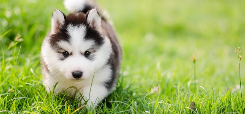 Do Dogs Experience Mosquito Bites? Understanding Their Sensations and Risks