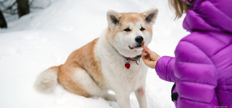 Can Dogs Experience Kindness? Insights from Recent Studies