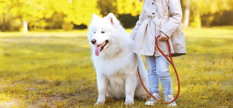 Can Dogs Experience Kindness? Insights from Recent Studies
