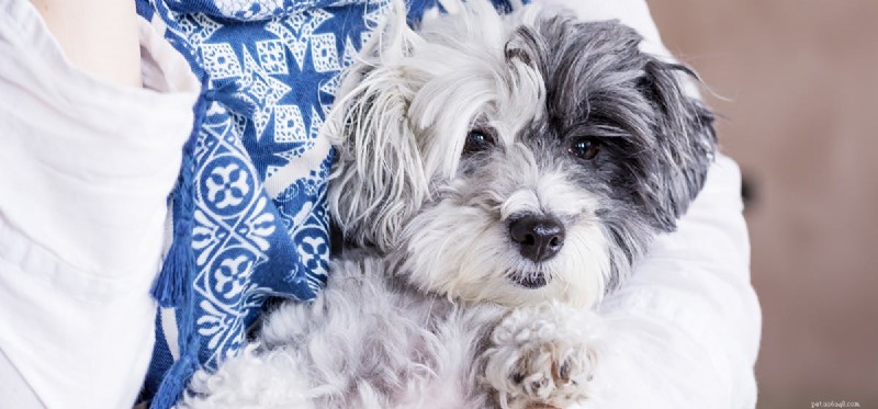 Do Dogs Experience Mosquito Bites? Understanding Their Sensations and Risks