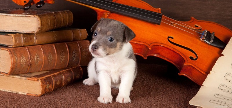 Do Dogs Experience Music? Insights into Canine Rhythm Perception
