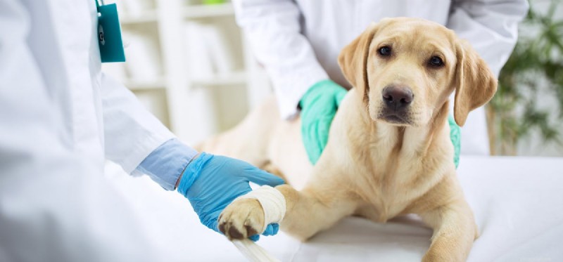 Understanding Dog Pain: Signs, Causes, and Care for Your Furry Friend