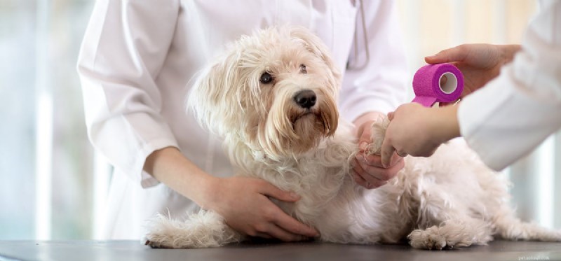 Understanding Dog Pain: Signs, Causes, and Care for Your Furry Friend