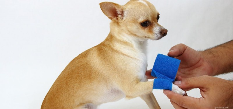 Understanding Dog Pain: Signs, Causes, and Care for Your Furry Friend