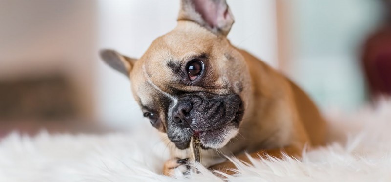 Do Dogs Experience Pleasure? Understanding Their Emotions