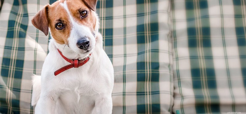 Do Dogs Experience Pleasure? Understanding Their Emotions