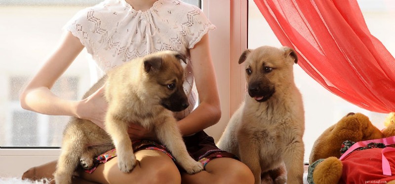 Do Dogs Feel Replaced? Understanding Canine Jealousy