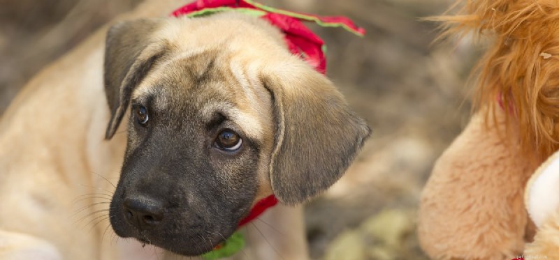 Can Dogs Experience Resentment? Understanding Their Emotions