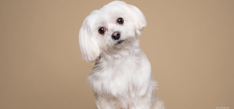Can Dogs Experience Resentment? Understanding Their Emotions