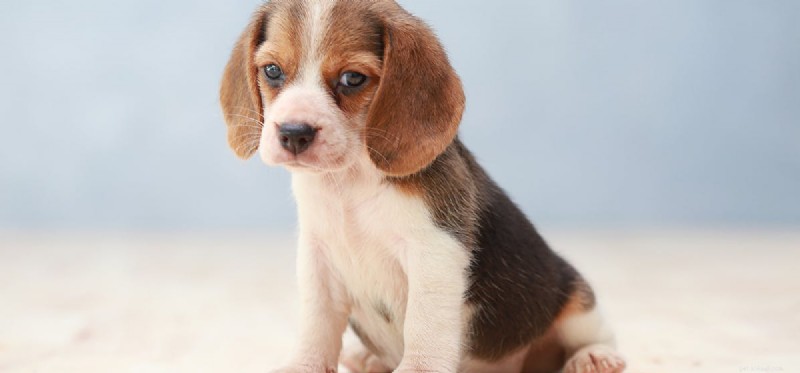Can Dogs Experience Resentment? Understanding Their Emotions