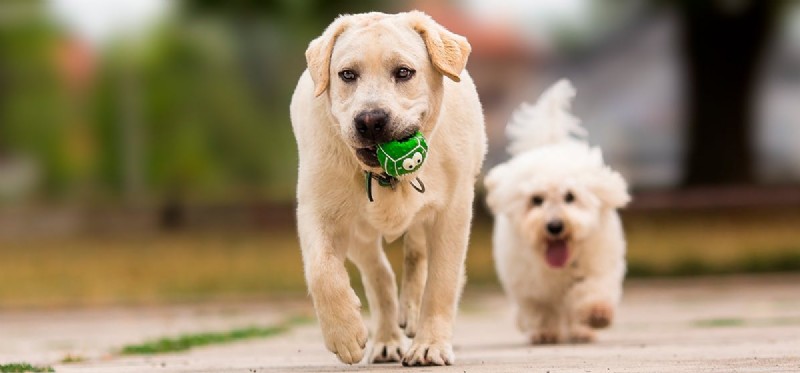 Do Dogs Experience Sadness? Understanding Canine Emotions