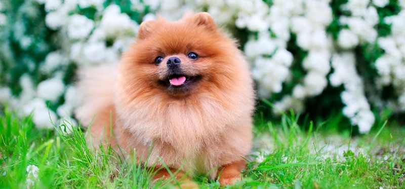 Do Dogs Experience Sadness? Understanding Canine Emotions