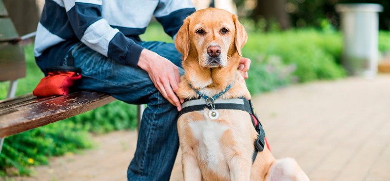 Do Dogs Experience Sadness? Understanding Canine Emotions