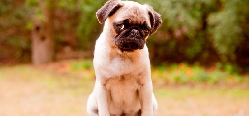 Do Dogs Experience Sadness? Understanding Canine Emotions
