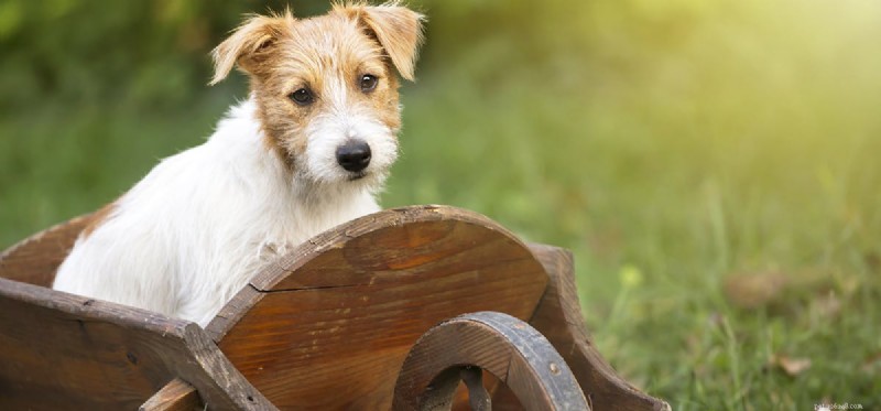 Do Dogs Detect Barometric Pressure Changes?