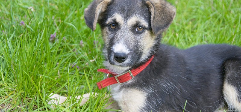 Do Dogs Detect Barometric Pressure Changes?