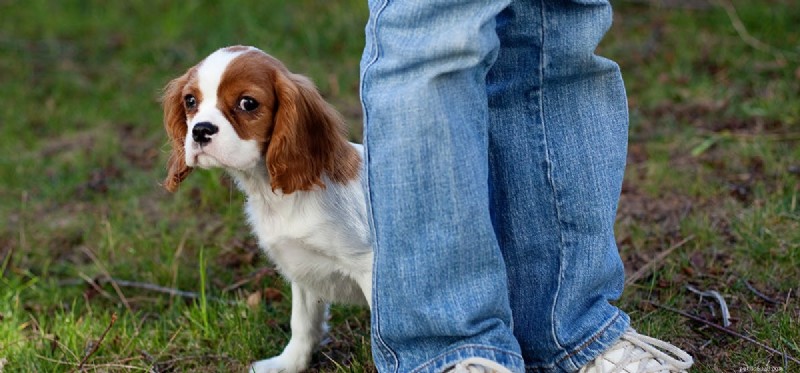 Understanding How Dogs Experience Fear: Signs and Solutions