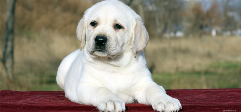 Do Dogs Experience Self-Consciousness? Insights into Canine Self-Awareness