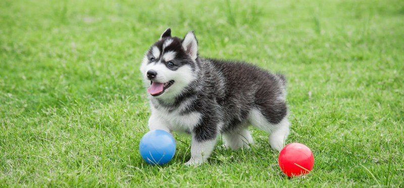 Do Dogs Experience Self-Consciousness? Insights into Canine Self-Awareness
