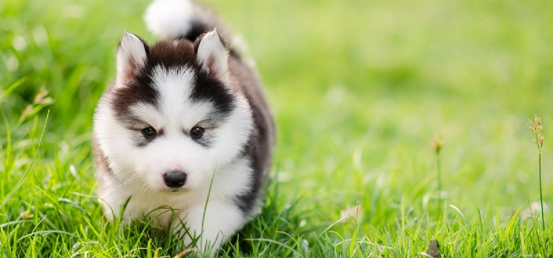 Do Dogs Experience Self-Consciousness? Insights into Canine Self-Awareness
