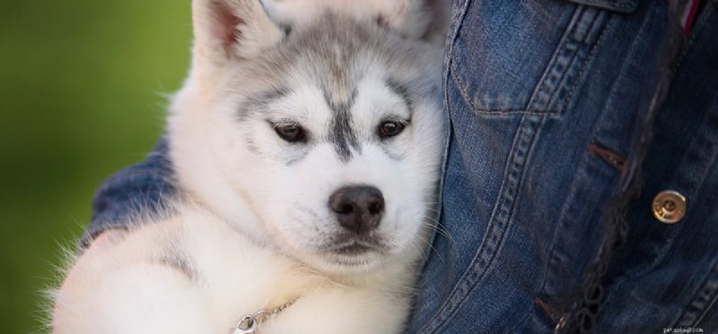 Do Dogs Experience Self-Consciousness? Insights into Canine Self-Awareness