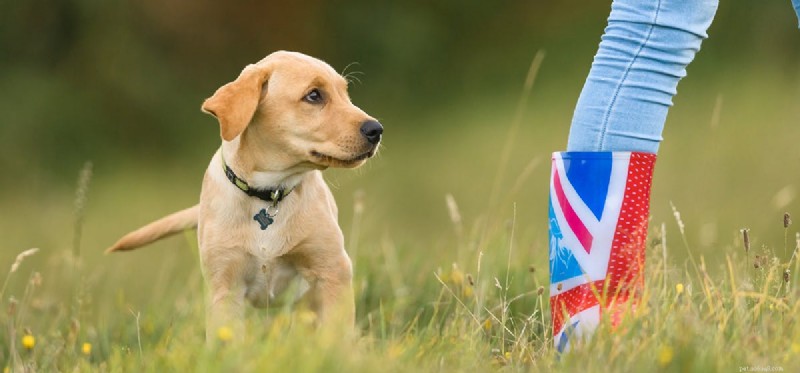 Do Dogs Experience Shame? Understanding Their Emotional Responses