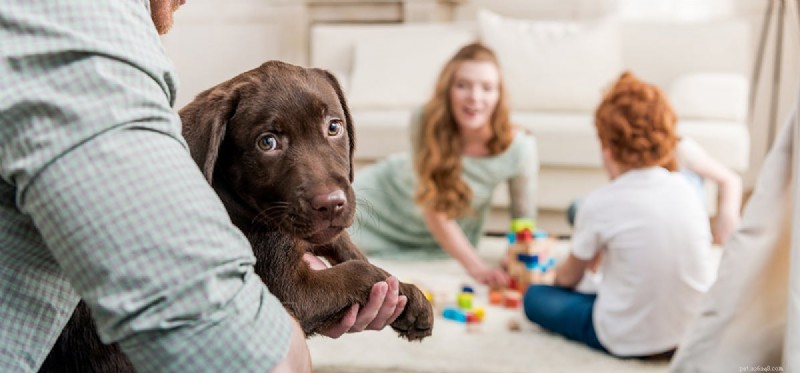 Do Dogs Experience Shame? Understanding Their Emotional Responses