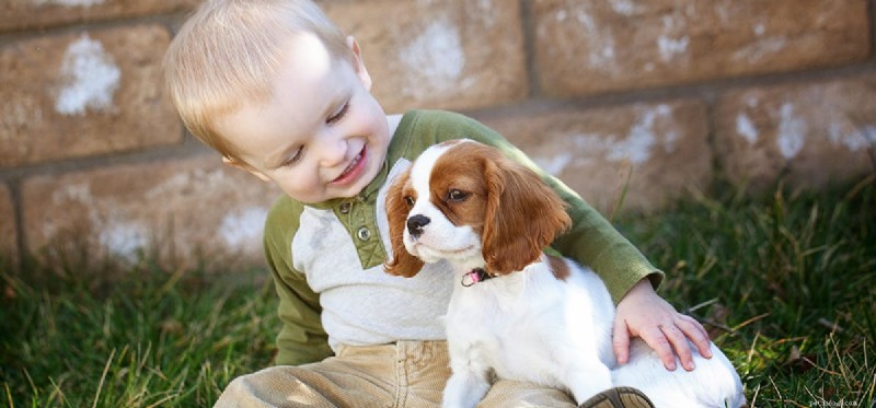 Do Dogs Experience Shame? Understanding Their Emotional Responses