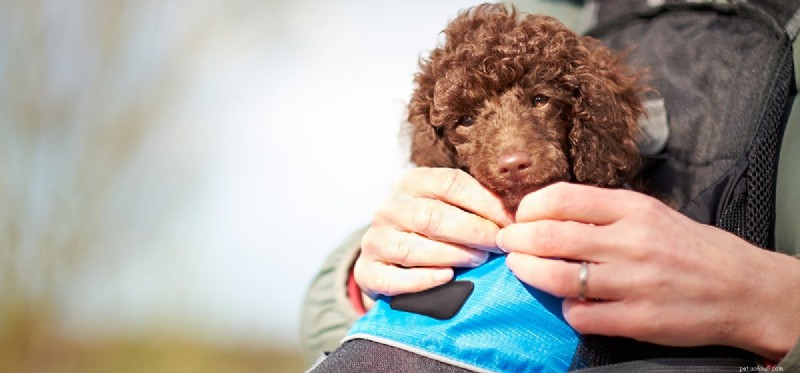 Do Dogs Experience Shame? Understanding Their Emotional Responses