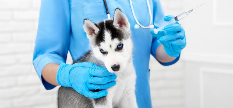 Do Dogs Experience Nausea After Vaccinations?