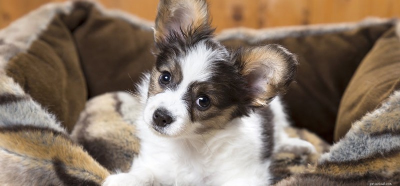 Do Dogs Experience Nausea After Vaccinations?