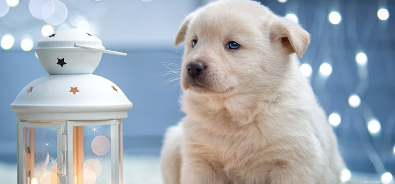 Do Dogs Truly Experience Surprise? Exploring Their Emotional Responses