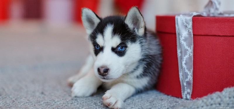 Do Dogs Truly Experience Surprise? Exploring Their Emotional Responses