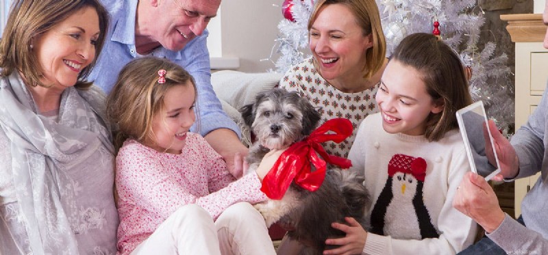 Do Dogs Truly Experience Surprise? Exploring Their Emotional Responses