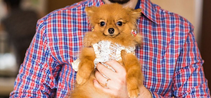 Do Dogs Truly Experience Surprise? Exploring Their Emotional Responses