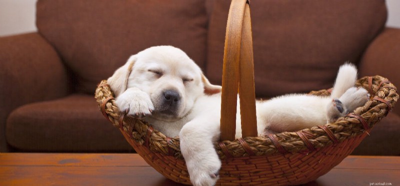 Do Dogs Sense Their Own Nails? A Guide to Canine Nail Sensation