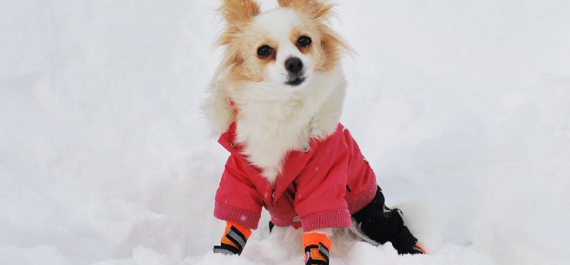 Do Dogs Truly Sense Their Paw Pads? A Deep Dive into Sensitivity and Comfort