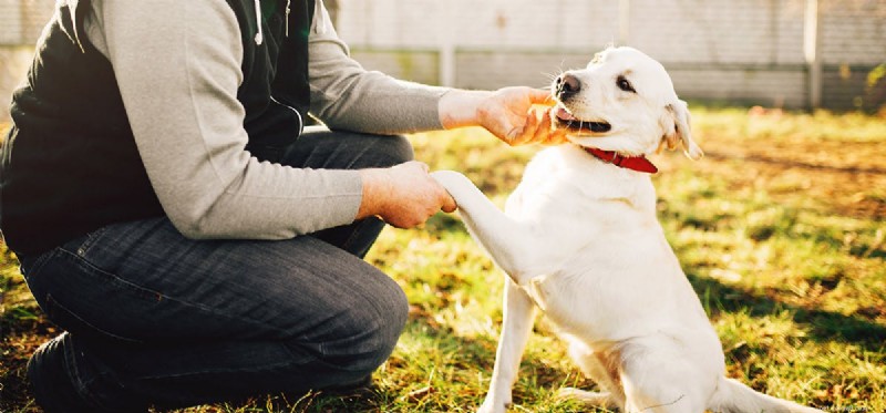 Do Dogs Sense Their Own Nails? A Guide to Canine Nail Sensation