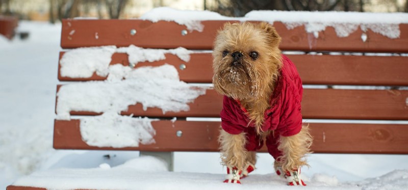 Do Dogs Truly Sense Their Paw Pads? A Deep Dive into Sensitivity and Comfort