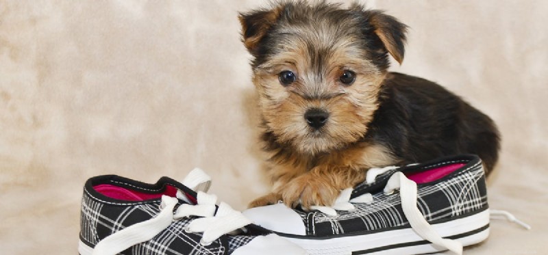 Do Dogs Truly Sense Their Paw Pads? A Deep Dive into Sensitivity and Comfort